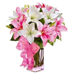 Buy Pink n White Lilies Online