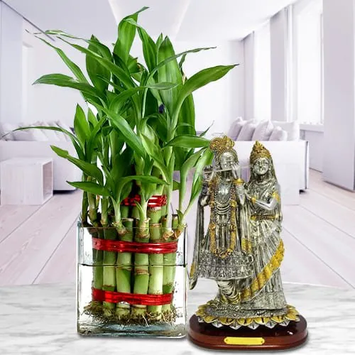 Buy 10 Lucky Bamboo Plants 6 Inches, FREE Butterfly Stake, Gift, Live Plants,  Indoor Plants, Bring Good LUCK to Your HOME, Feng Shui Online in India -  Etsy