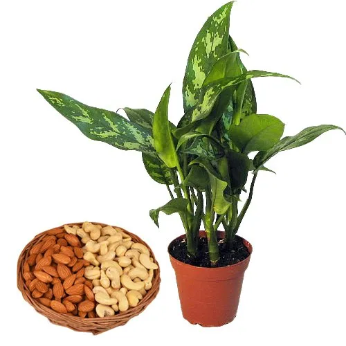 Air Purifying Aglaonema Modestum with Dried Fruits Surprises