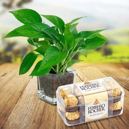 Exclusive in Pune Lush Green Money Plant in a Glass Vase with Ferrero Rocher Chocolates