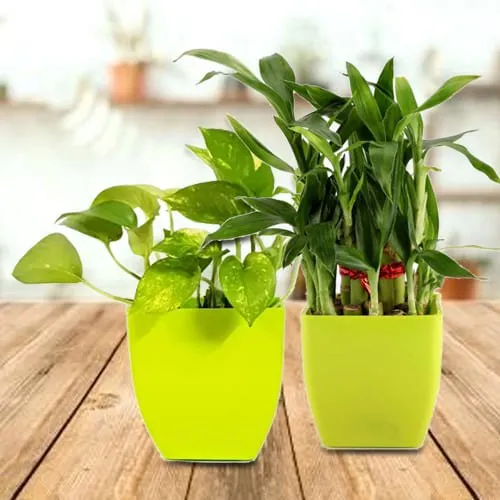 Diwali Green Gifts Set of Lucky Plant in Ceramic Pots  Pot  Plant